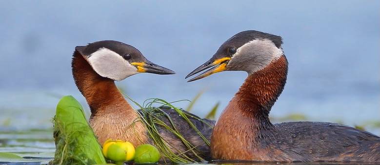Pair of red-necked Grebes in courtship amongst the lily pads of the Danube Delta by Richard Tyler by British Veterinary Association (BVA) is licensed under CC BY-SA 2.0